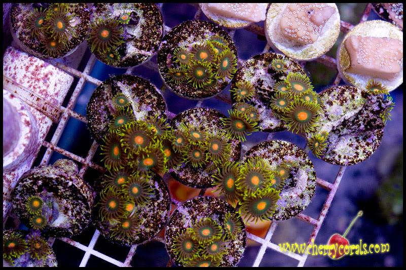 Corals021copy.jpg