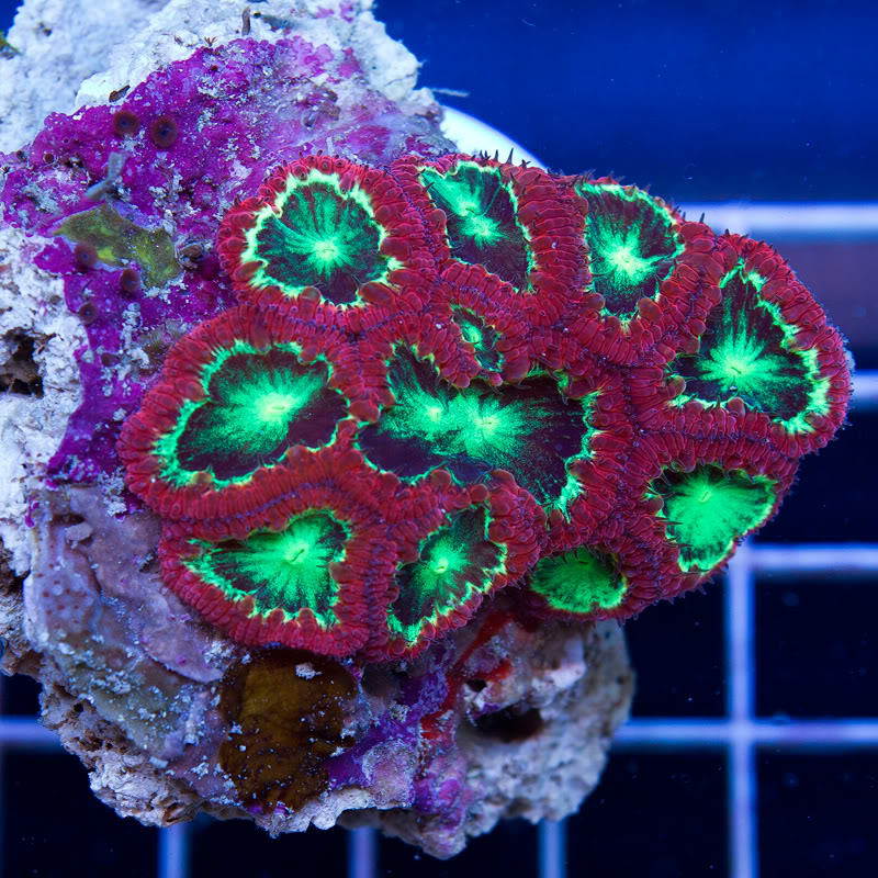 Corals_10.jpg