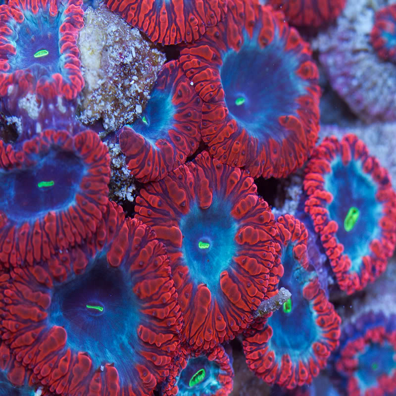 Corals_13.jpg