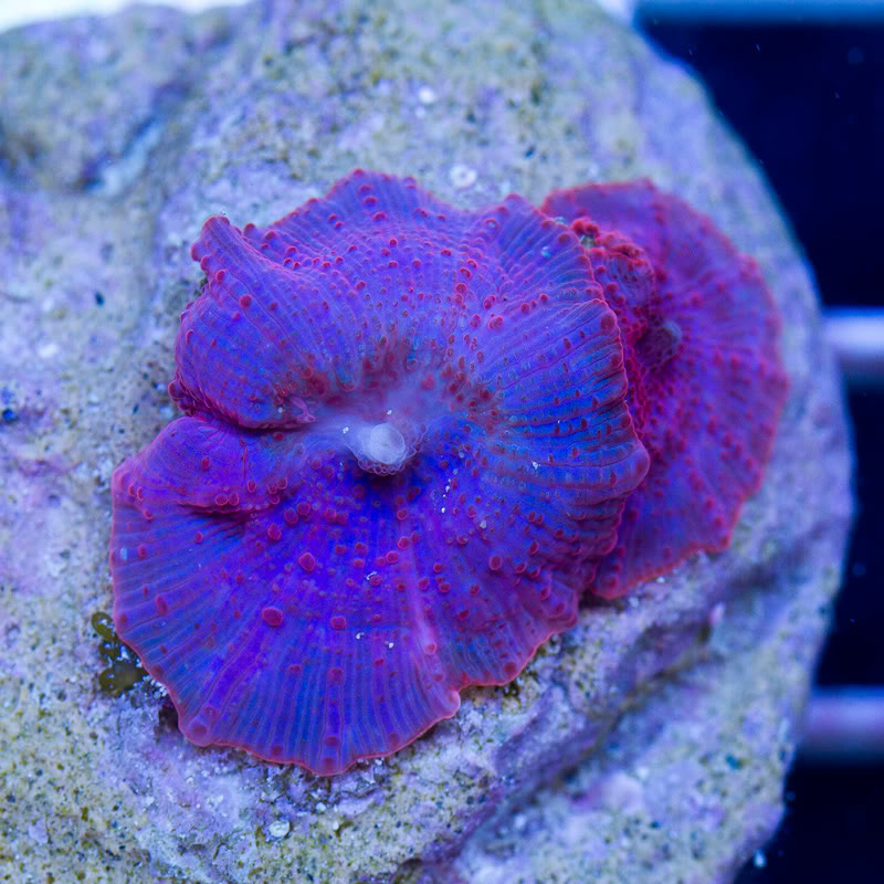 Corals_14.jpg