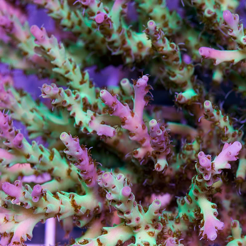 Corals_18.jpg