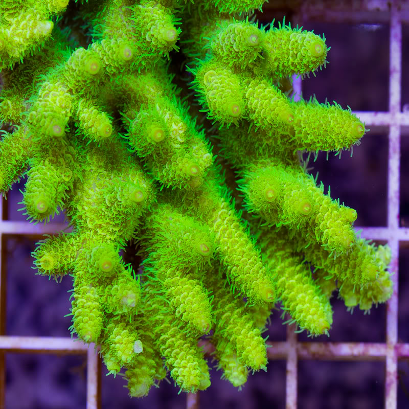Corals_19.jpg