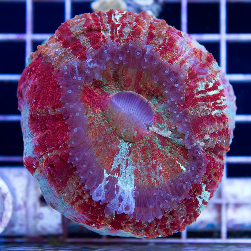 Corals_2-1.jpg