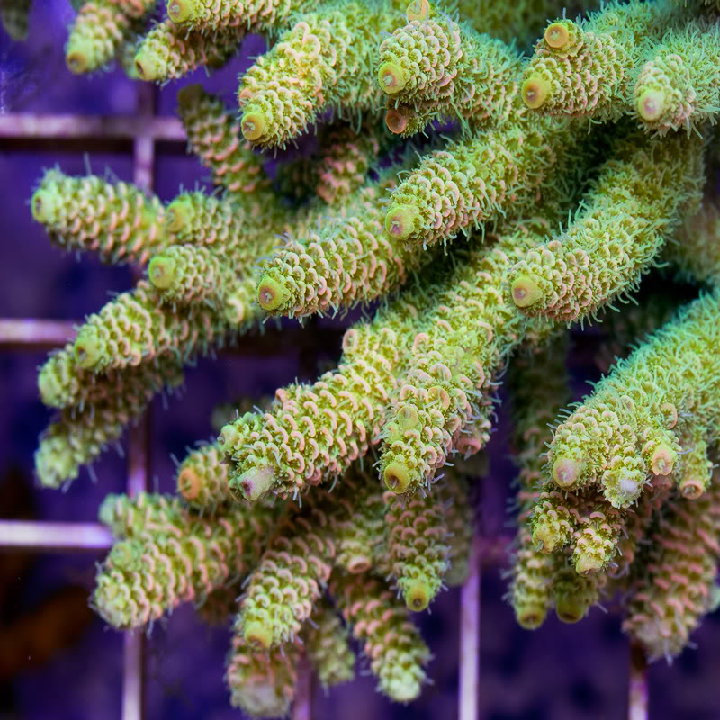 Corals_20-1.jpg