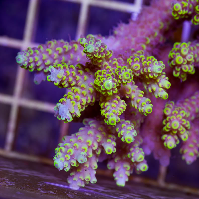 Corals_22.jpg