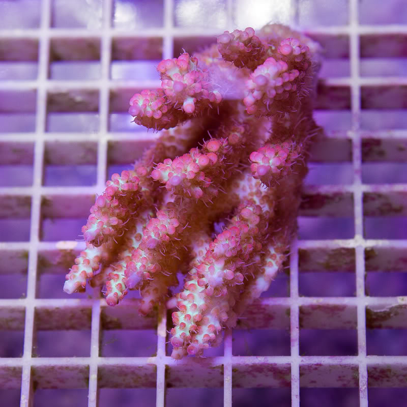 Corals_24.jpg