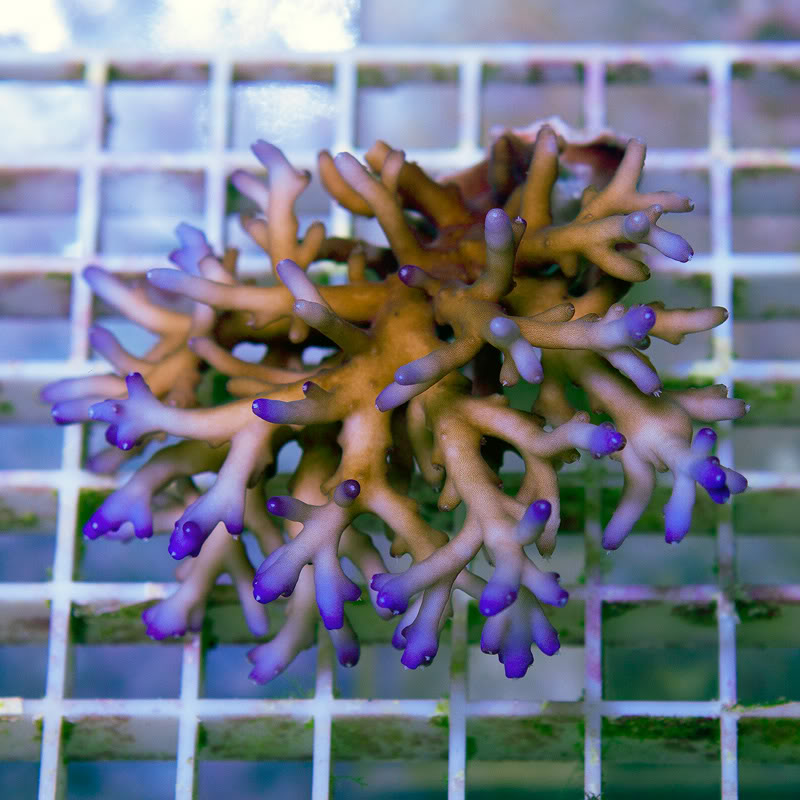 Corals_25.jpg