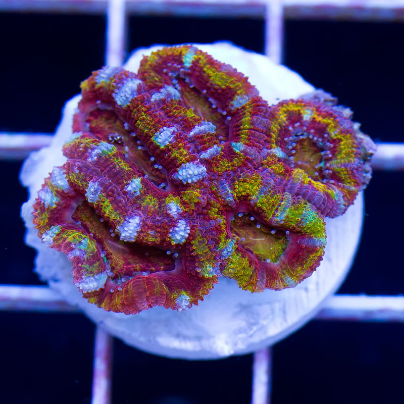 Corals_6-2.jpg
