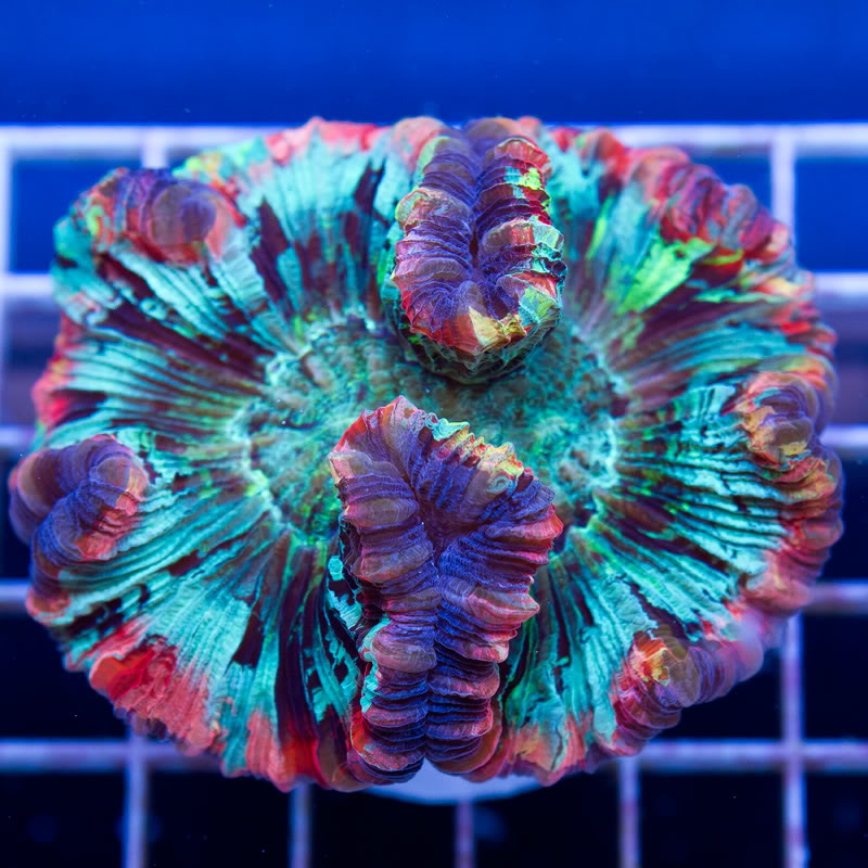 Corals_6.jpg