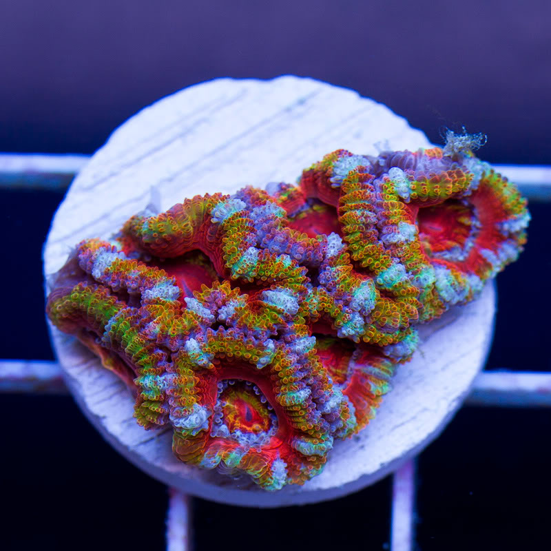 Corals_7-2.jpg