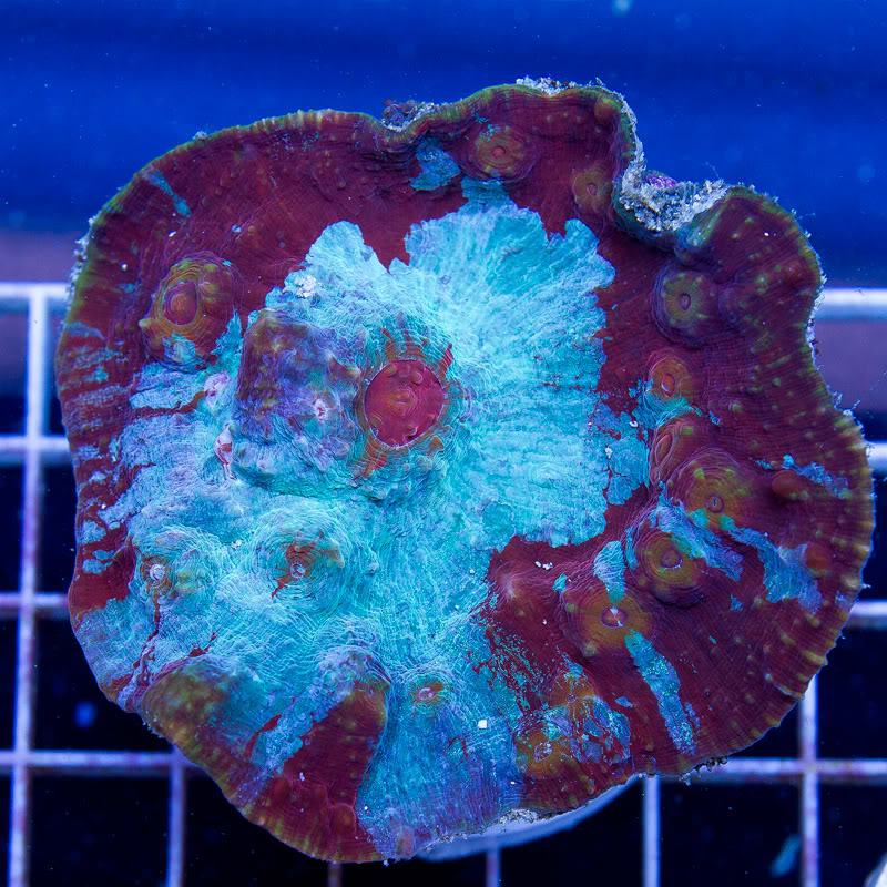 Corals_8.jpg