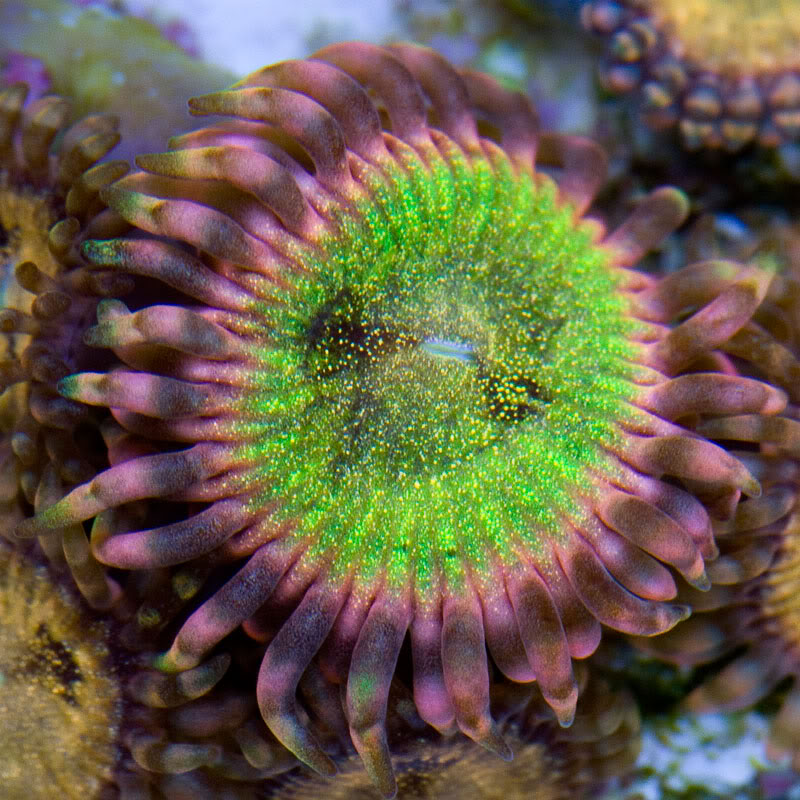 Large-Coral-12.jpg