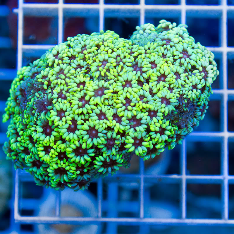 a-new-coral-1.jpg