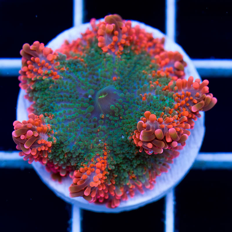 a-new-coral.jpg