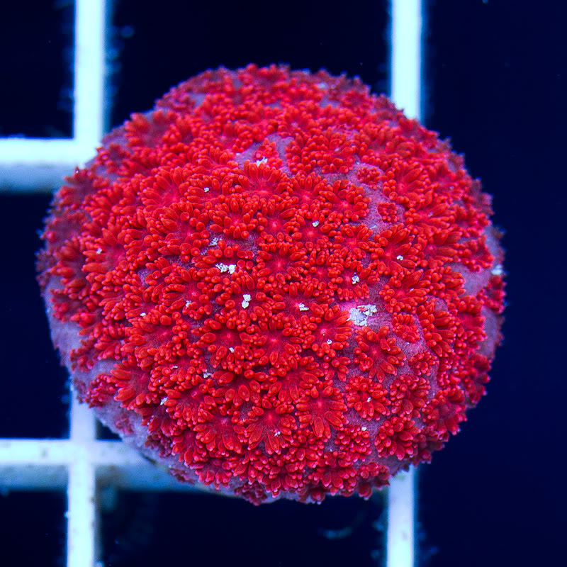 a-new-coral_1-2.jpg