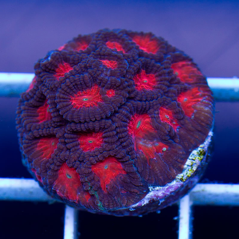 a-new-coral_10-1.jpg