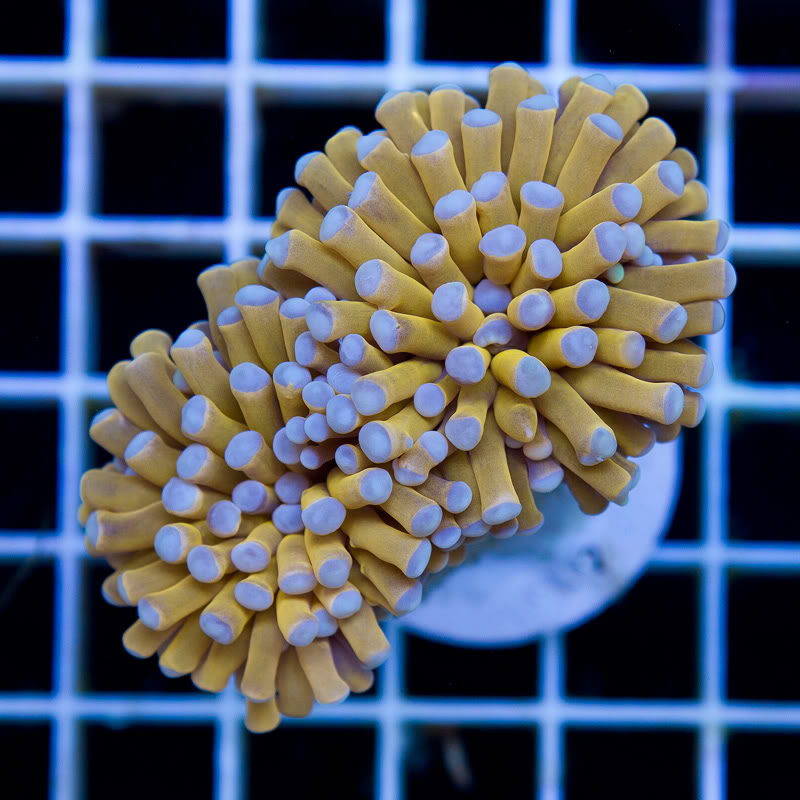 a-new-coral_16.jpg