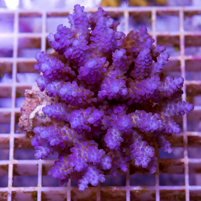 a-new-coral_22.jpg