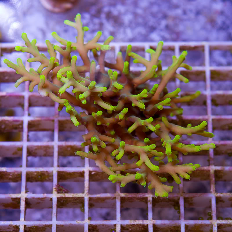 a-new-coral_23.jpg
