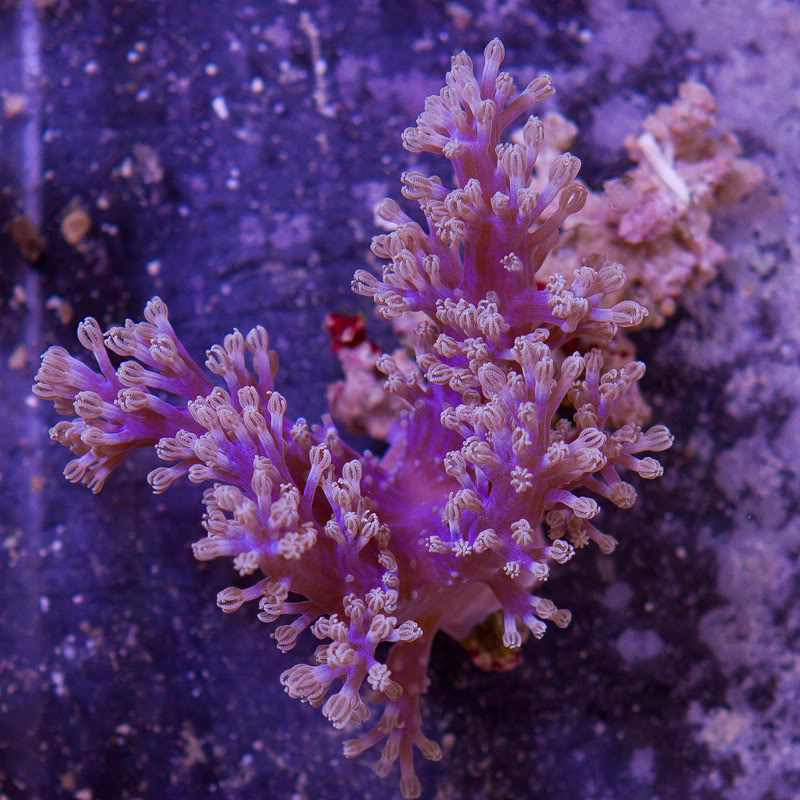a-new-coral_25.jpg