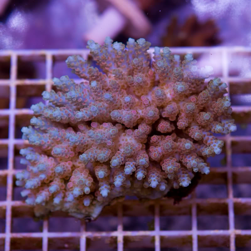 a-new-coral_26.jpg