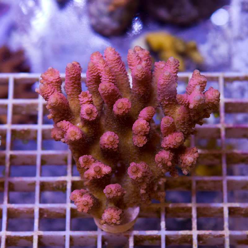 a-new-coral_27.jpg