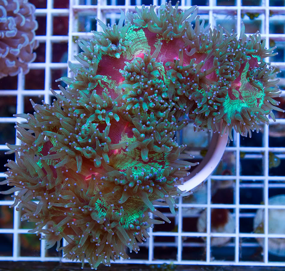 anewcoral_13-2.jpg