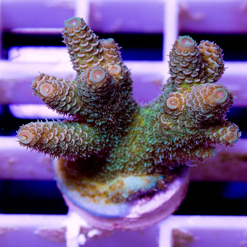 anewcoral_6-3.jpg