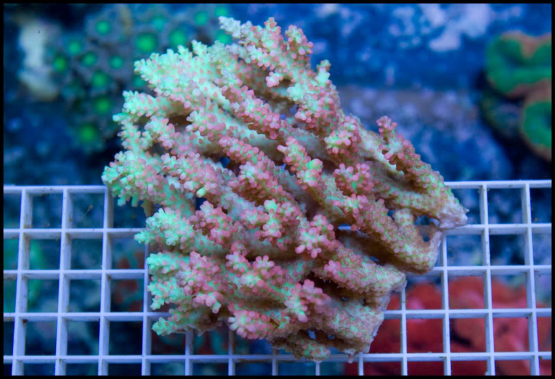 anewcoral_7.jpg