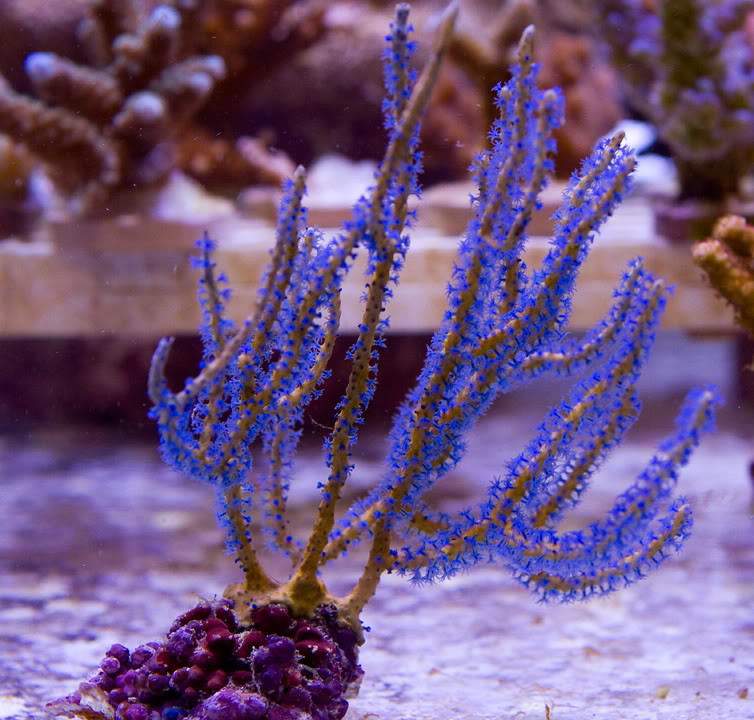 anewcorals-1.jpg