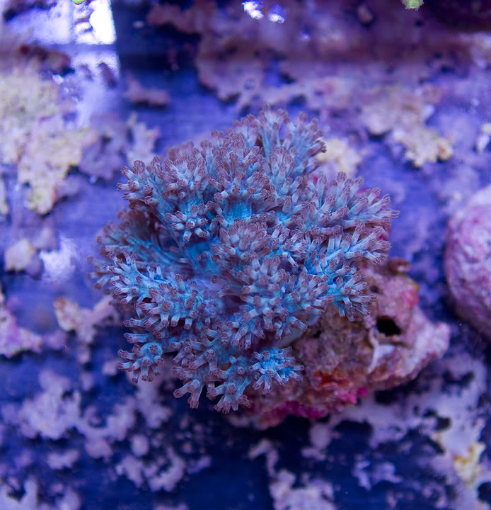 anewcorals_1-3.jpg