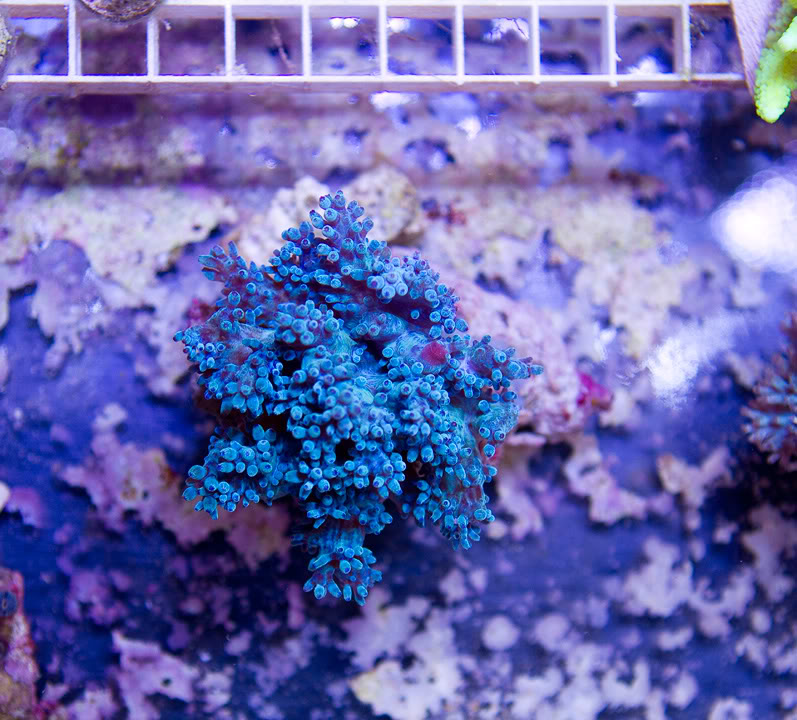 anewcorals_3-3.jpg
