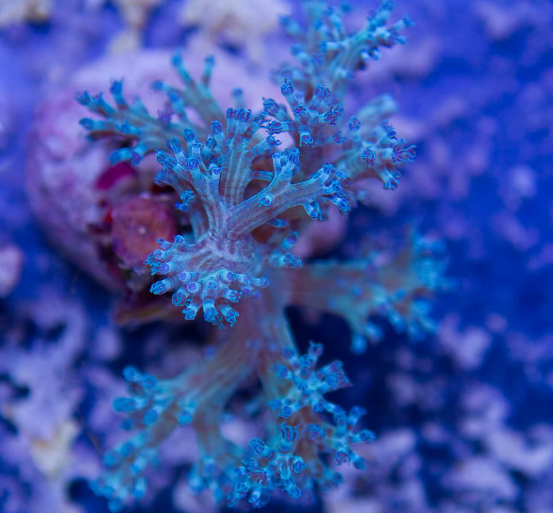 anewcorals_4-3.jpg