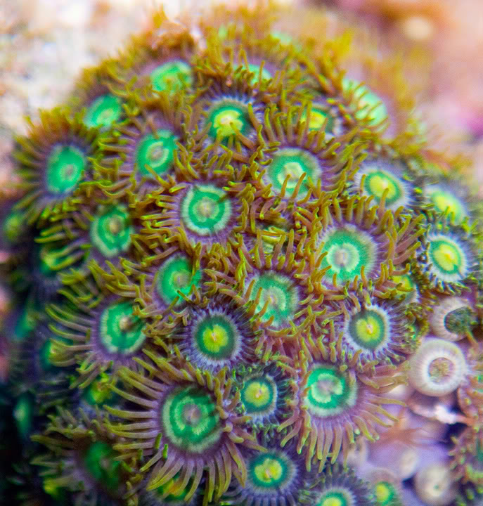 anewcorals_5-3.jpg