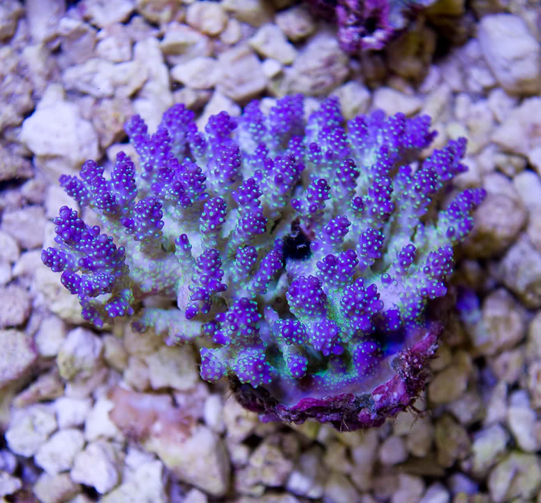 anewcorals_6-2.jpg
