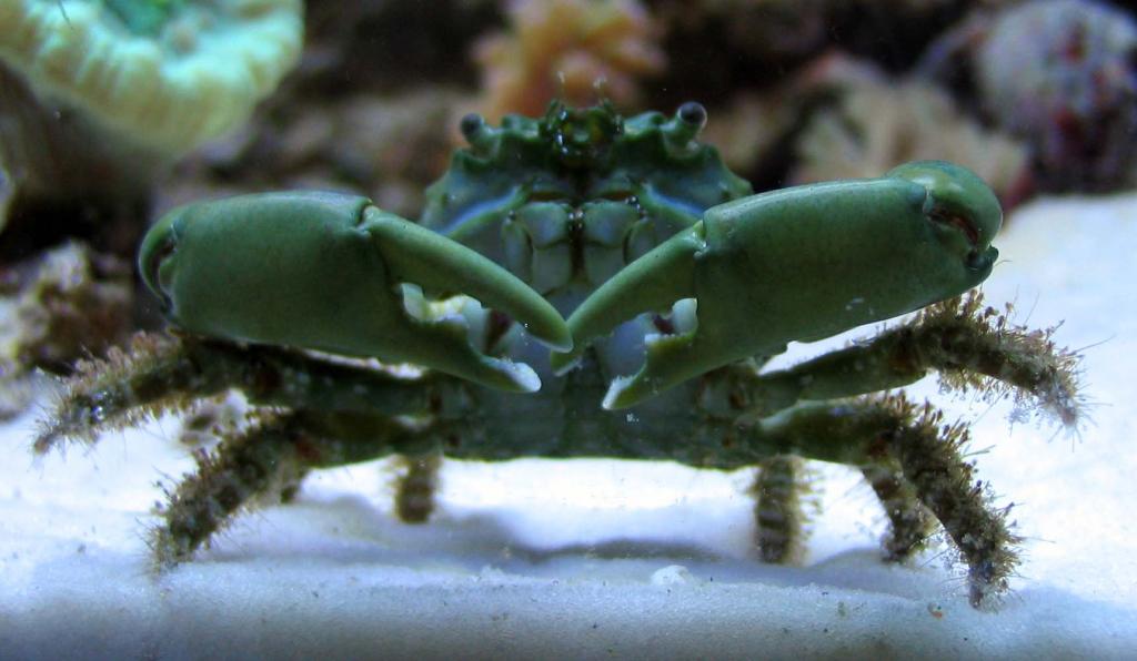 emerald_crab1.jpg