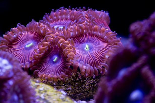 Zoas-1.png