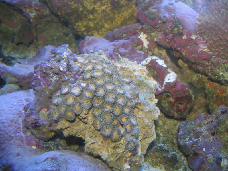 corals002.jpg