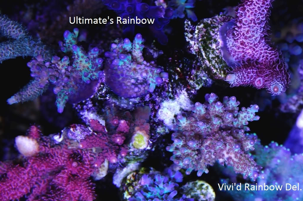 Ultimates-Vivids-Rainbows_DSC5166.jpg