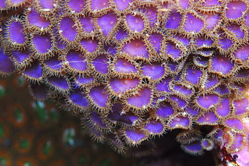 purpledeath1.jpg