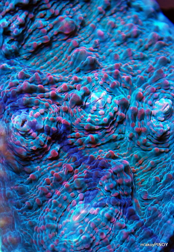 corals023-1.jpg