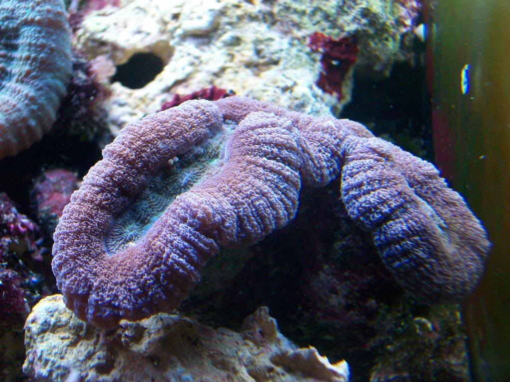CoralsMay09008.jpg