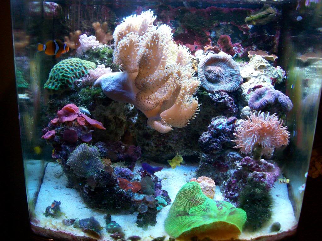 CoralsMay09011.jpg