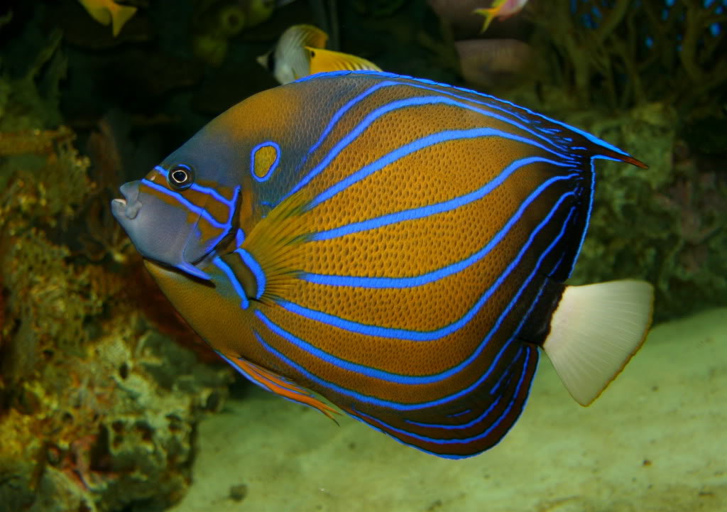 Saltwater Fish Of The Day Blue Ring Angelfish Reef2reef Saltwater And Reef Aquarium Forum,How To Make An Omelette With Cheese