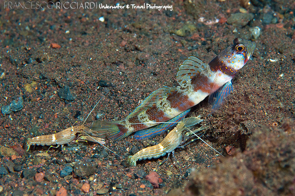Broad-Banded-Shrimp-Goby-Amblyeleot.jpg