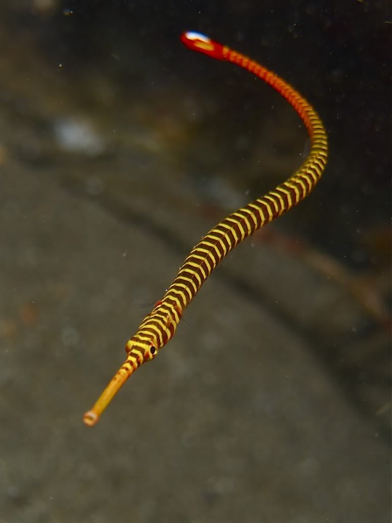 Reef Aquarium Fact 268 Pipefish Need A Species Only Tank To Be Able To Thrive Reef2reef Saltwater And Reef Aquarium Forum