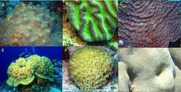 endangered-coral-species-620x316_zps56226b2d.jpg