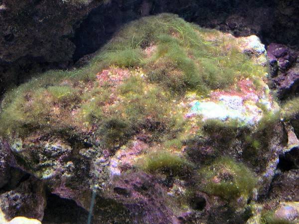 Reef Aquarium Fact #282 Green hair algae is not actually the devil. So it  can in fact be killed and | REEF2REEF Saltwater and Reef Aquarium Forum