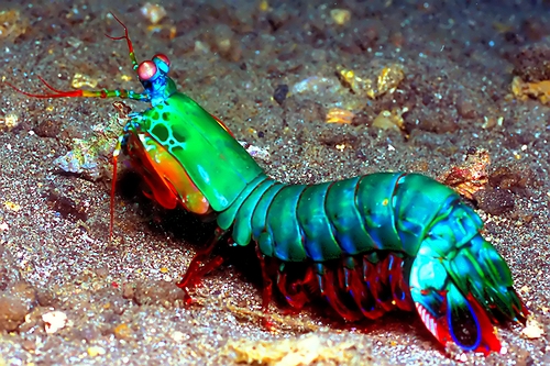 mantis_shrimp.jpg