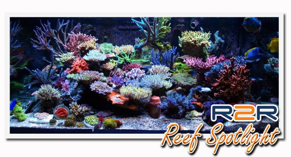 reefspot.jpg
